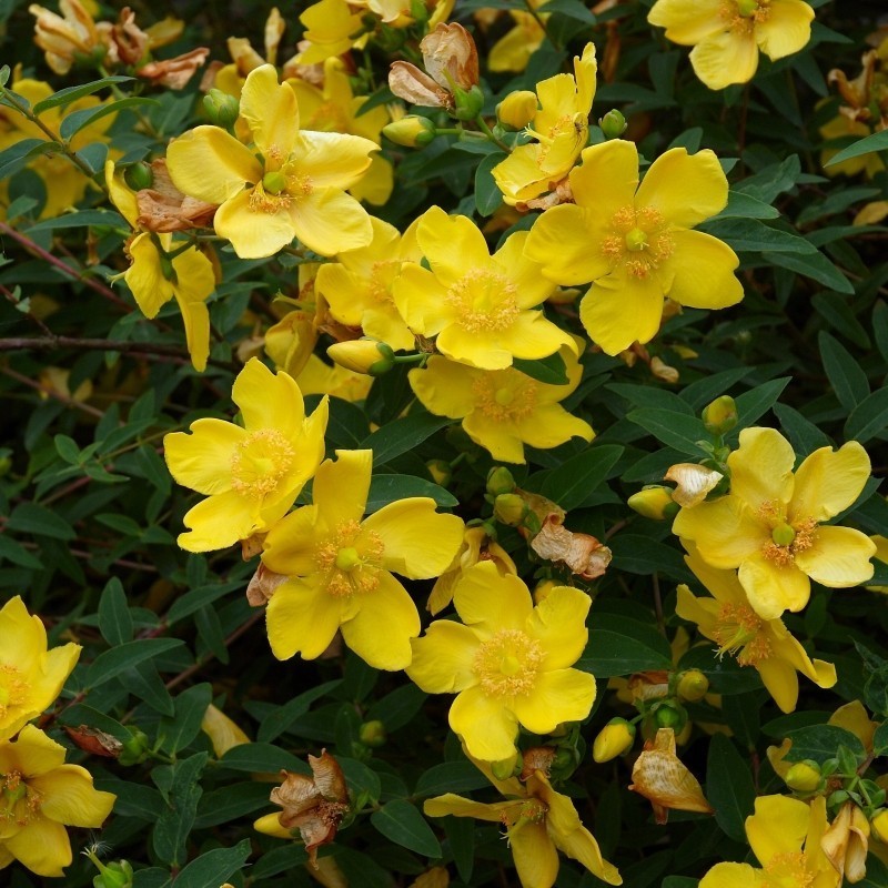 Sunatoare Ornamentala Hidcote
