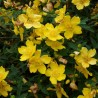 Sunatoare Ornamentala Hidcote