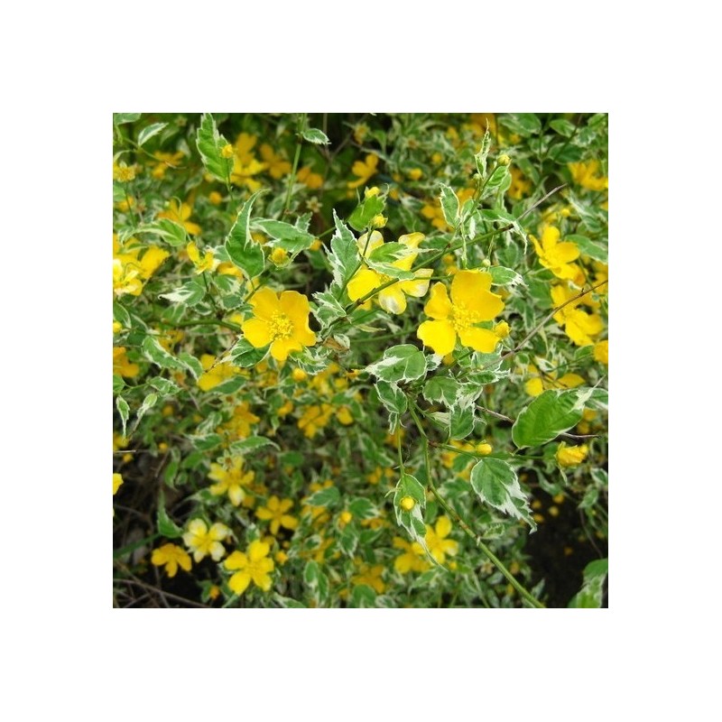 Teisor Kerria japonica Picta