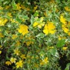 Teisor Kerria japonica Picta