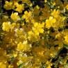 Teisor Kerria japonica Picta