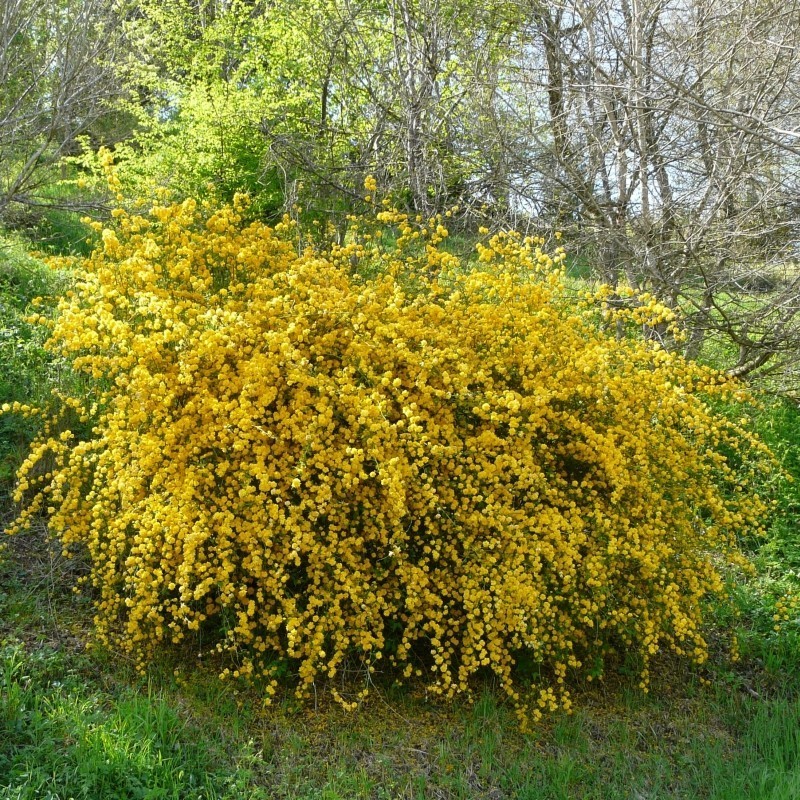 Trandafir Domnesc Kerria japonica Pleniflora