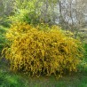 Trandafir Domnesc Kerria japonica Pleniflora