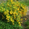 Trandafir Domnesc Kerria japonica Pleniflora