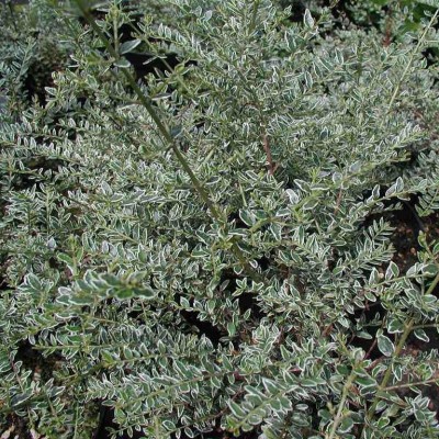 Caprifoi Silver Beauty