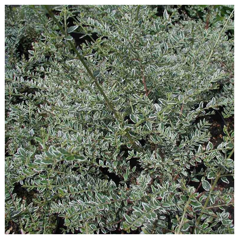 Caprifoi Silver Beauty