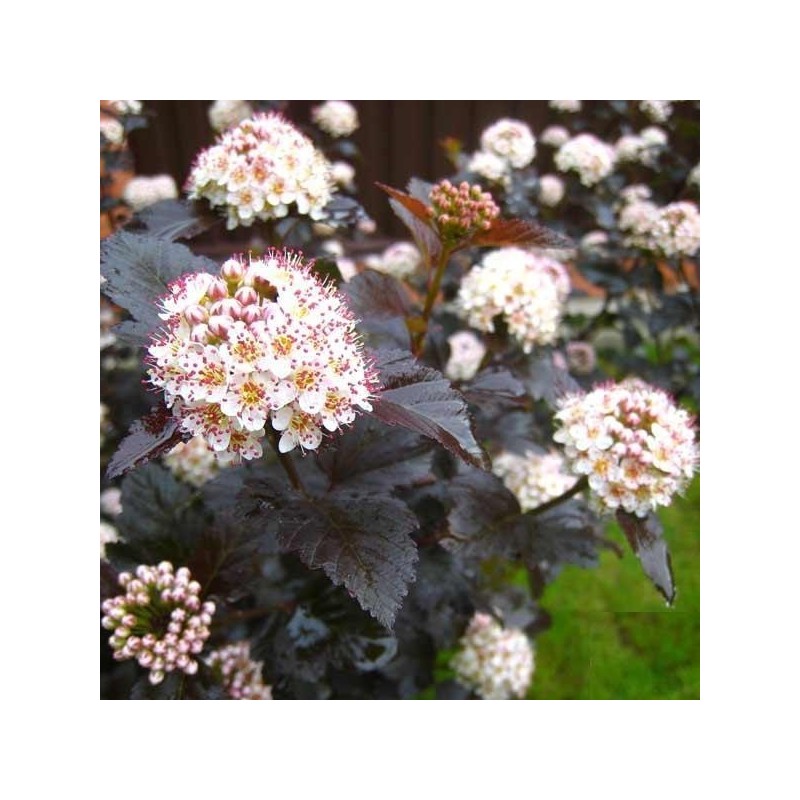 Physocarpus Luteus