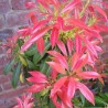 Pieris Forest Flame