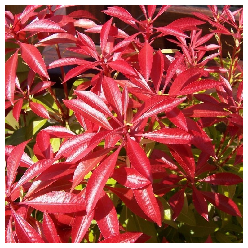 Pieris Forest Flame