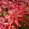 Pieris Forest Flame