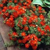 Potentilla Red Favorit