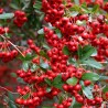 Pyracantha Red Column