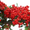 Pyracantha Red Column