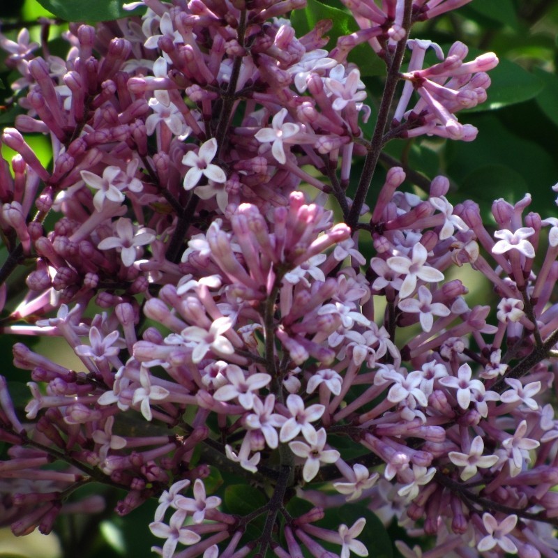 Liliac Pitic
