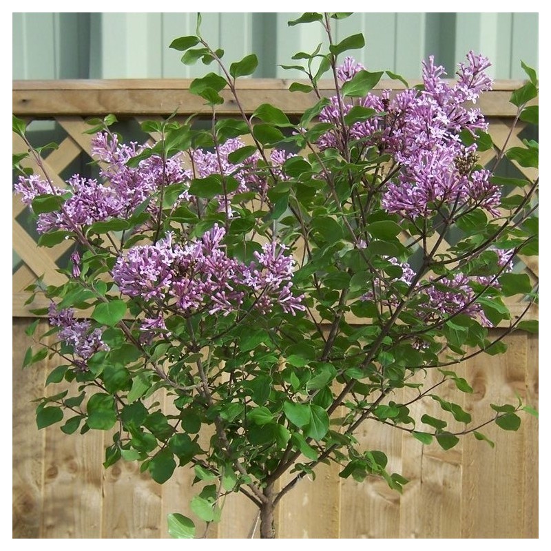 Liliac Pitic