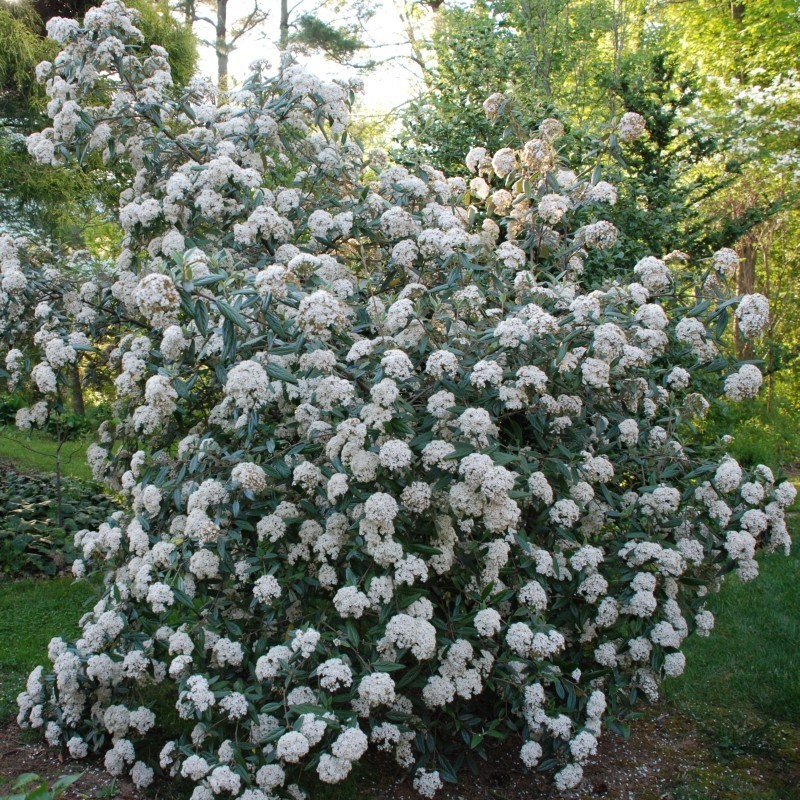 Calin Viburnum pragense