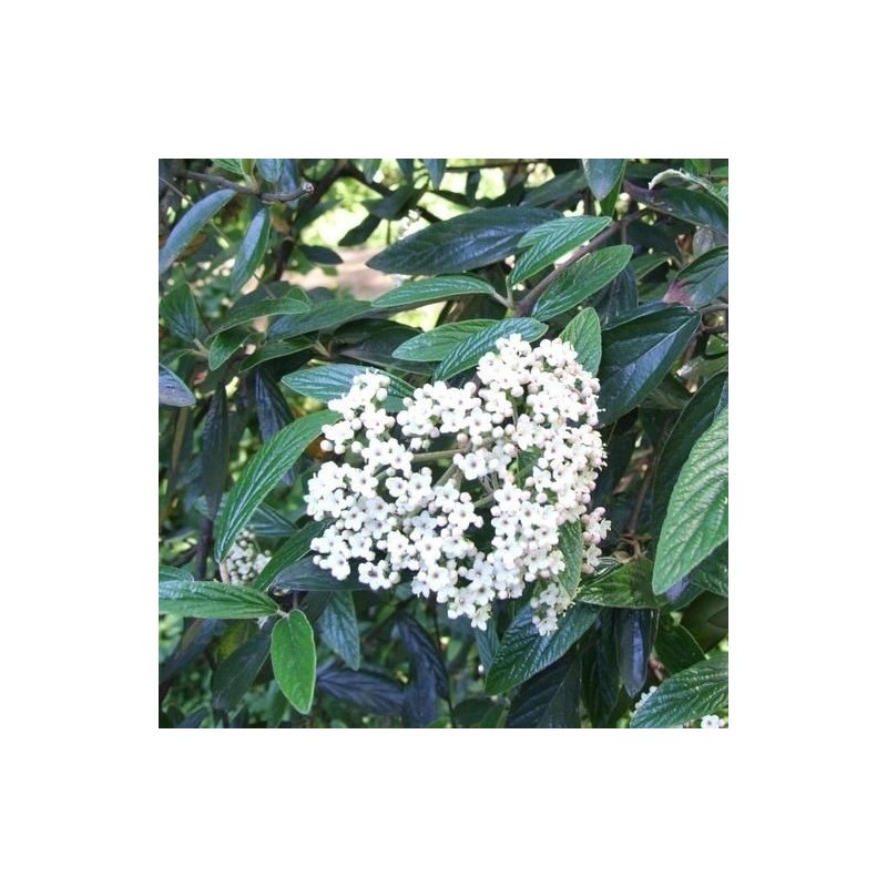 Calin Viburnum pragense