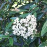 Calin Viburnum pragense