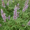 Vitex agnus castus Chasteberry