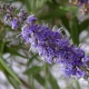 Vitex agnus castus Chasteberry