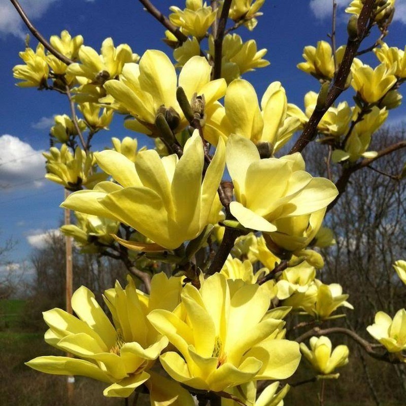 Magnolia 'Yellow River'