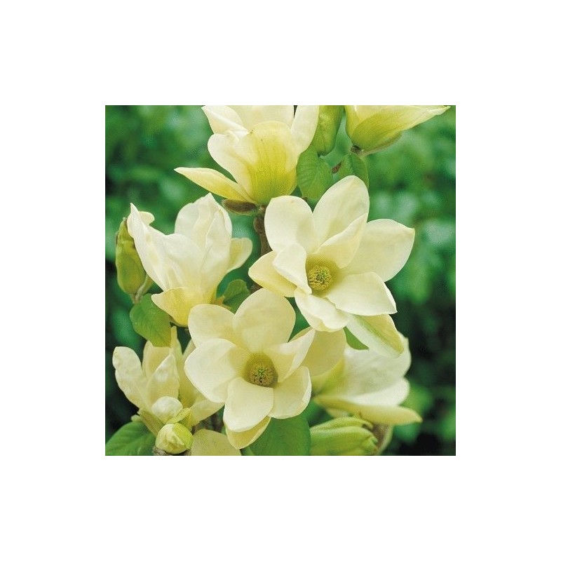 Magnolia 'Yellow River'
