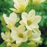 Magnolia 'Yellow River'