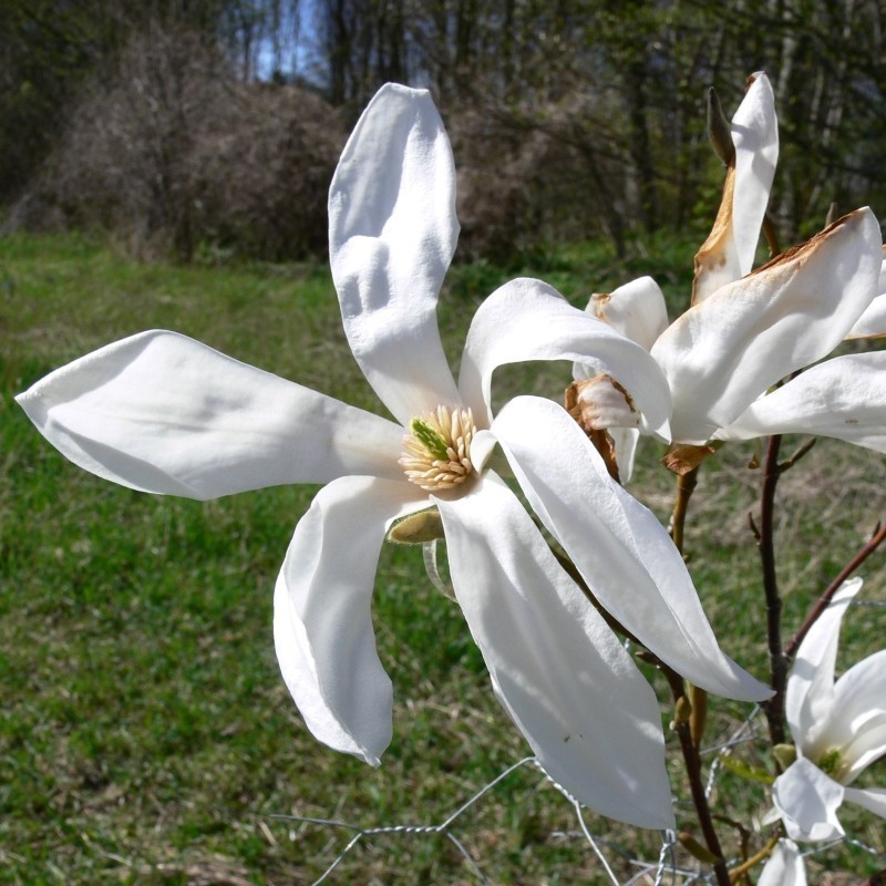 Magnolia Kewensis Wadas Memory