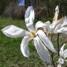 Magnolia Kewensis Wadas Memory