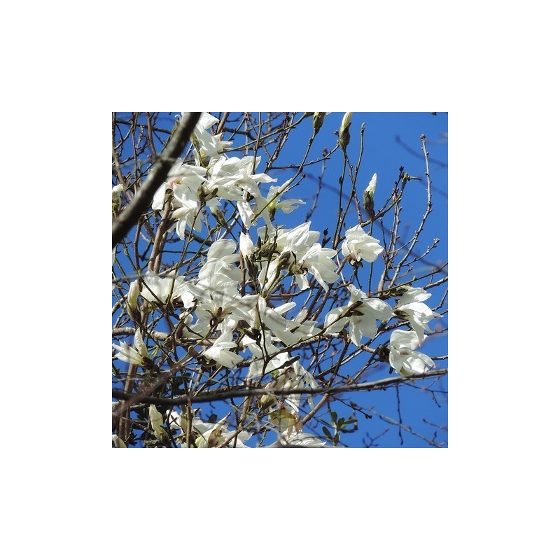 Magnolia Kewensis Wadas Memory