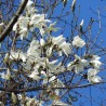 Magnolia Kewensis Wadas Memory