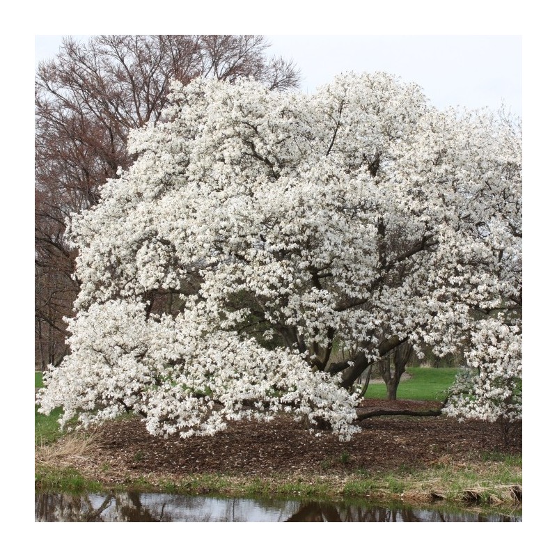 Magnolia Kobus