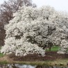 Magnolia Kobus
