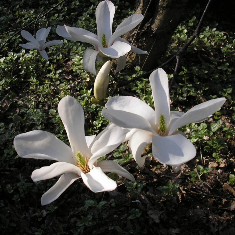 Magnolia Kobus