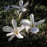 Magnolia Kobus