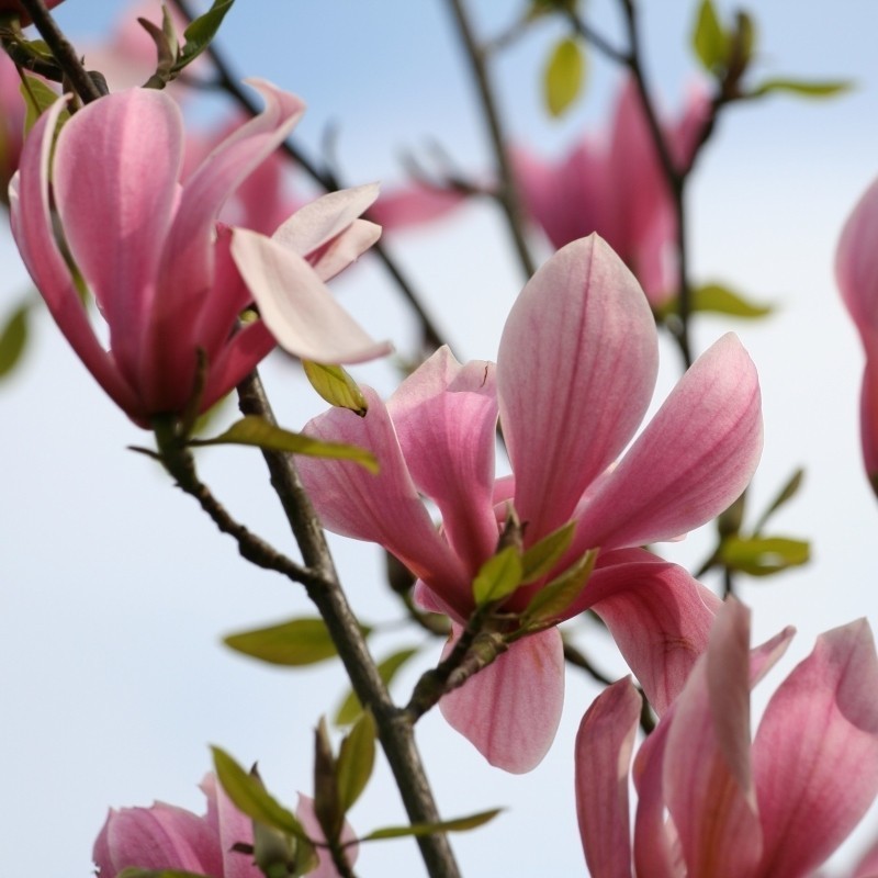 Magnolia Liliiflora Nigra