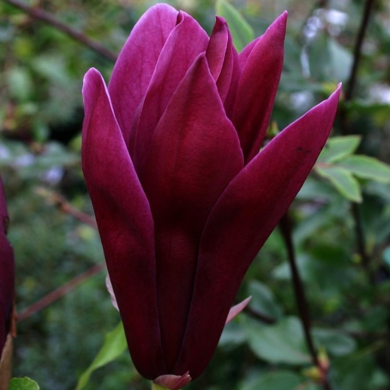 Magnolia Liliiflora Nigra
