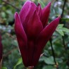 Magnolia Liliiflora Nigra
