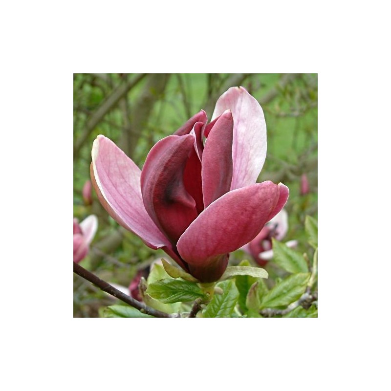 Magnolia Liliiflora Nigra