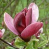 Magnolia Liliiflora Nigra