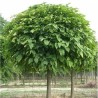 Catalpa Globulara Pitica