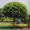 Catalpa Globulara Pitica