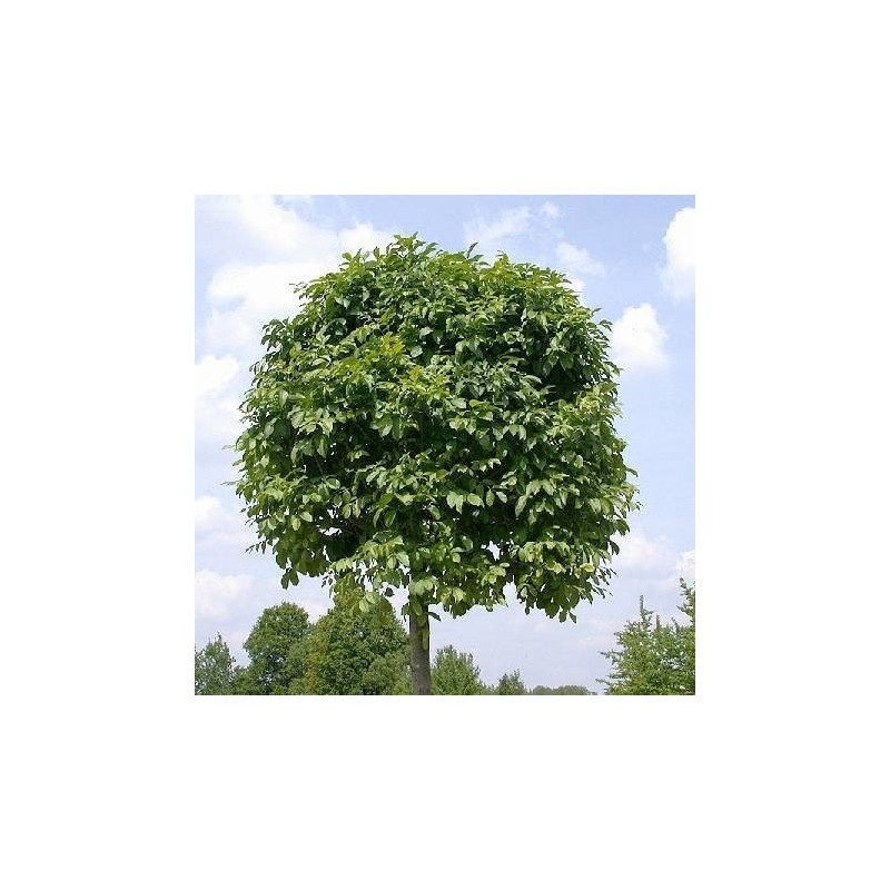 Frasin globular Mecsek