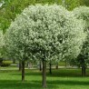 Cires Globular