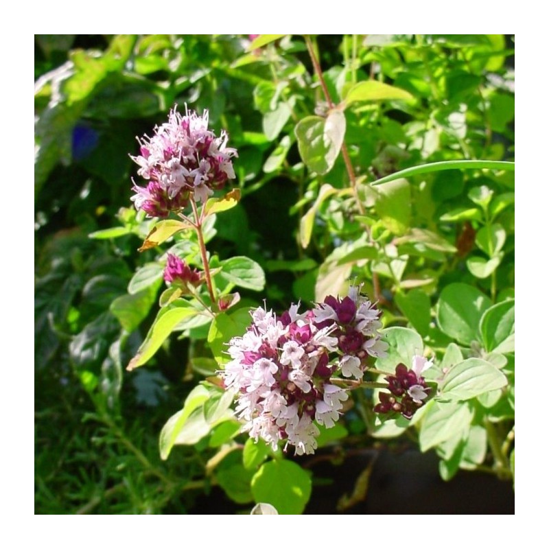 Sovarf - Oregano