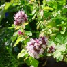 Sovarf - Oregano