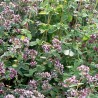 Sovarf - Oregano
