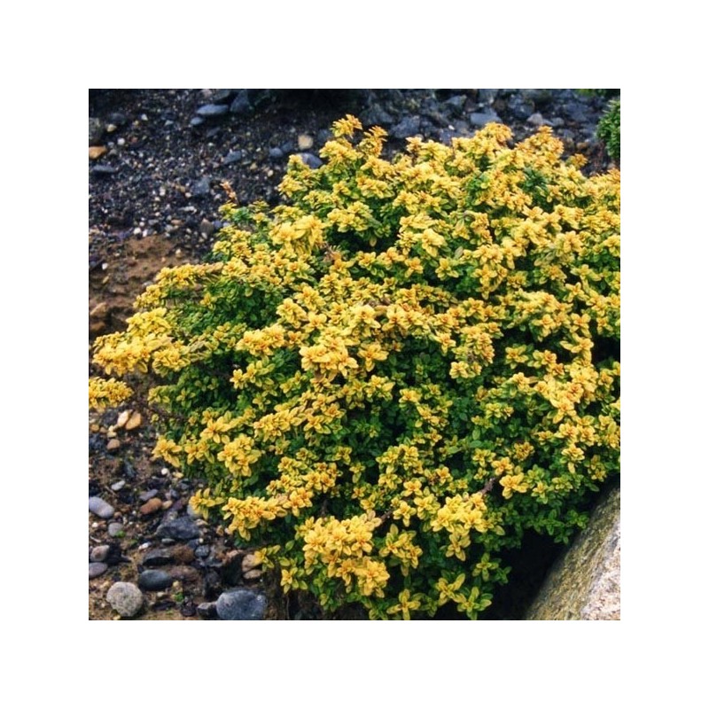 Cimbrisor lamaios auriu