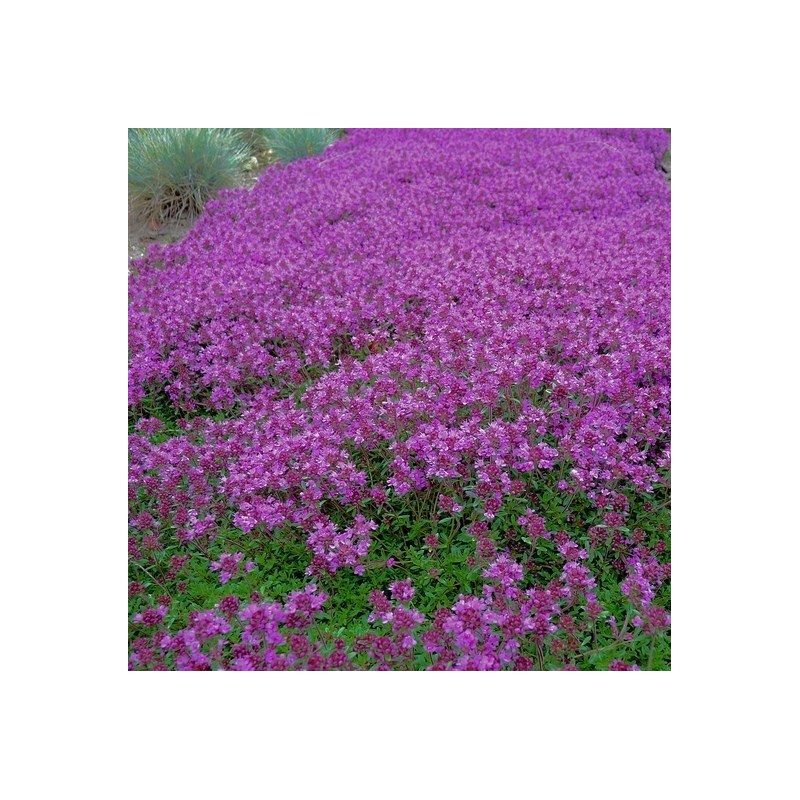 Cimbrisor praecox coccineus