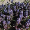 Ajuga reptans Atropurpurea